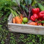 freshly harvested vegetables including red bell peppers and carrots in a basket