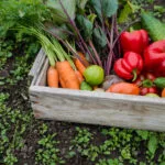 freshly harvested vegetables including red bell peppers and carrots in a basket
