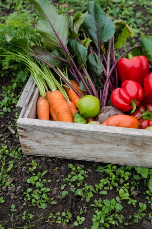 freshly harvested vegetables including red bell peppers and carrots in a basket
