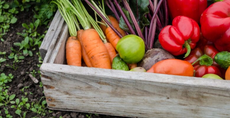 freshly harvested vegetables including red bell peppers and carrots in a basket