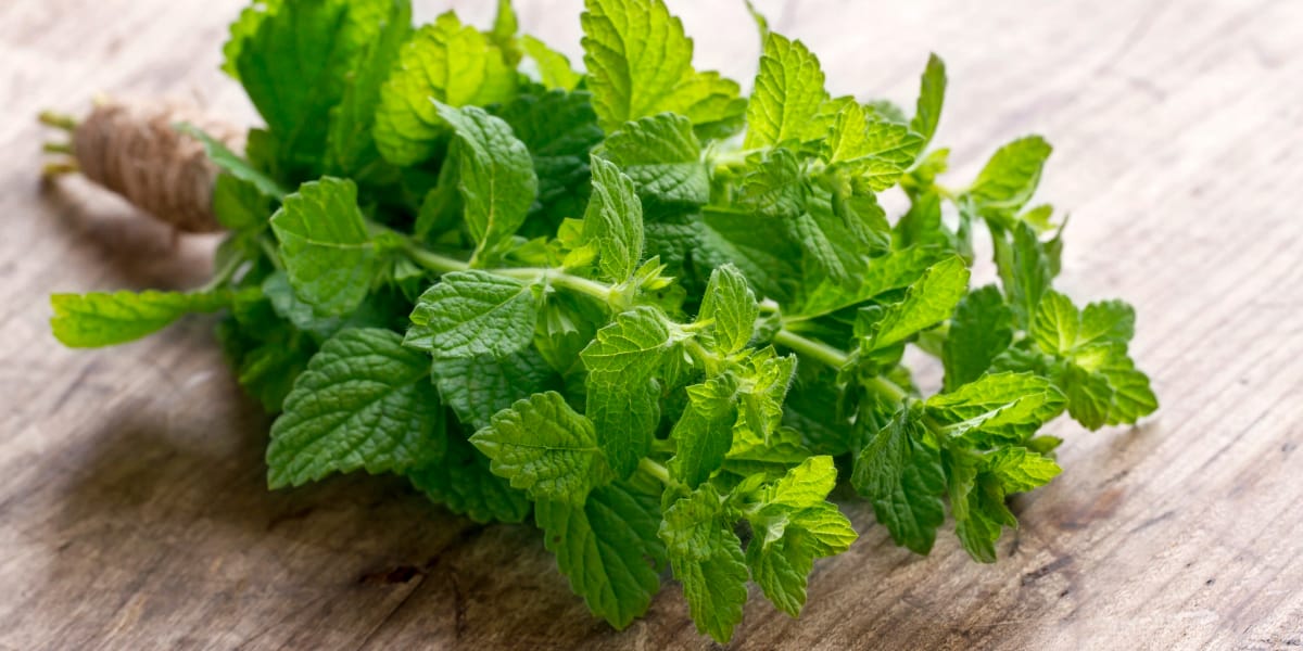 a bundle of mint on a table