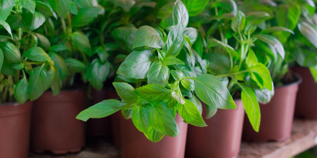 several pots of basil