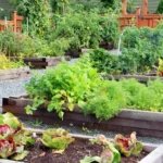 a garden with several plant risers filled with assorted edible plants