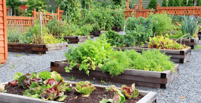 a garden with several plant risers filled with assorted edible plants