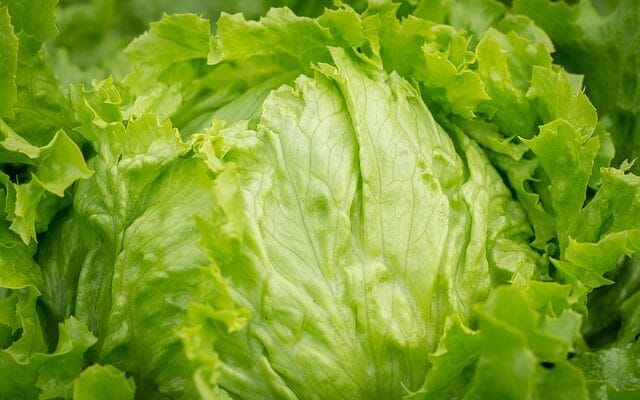 a head of iceberg lettuce
