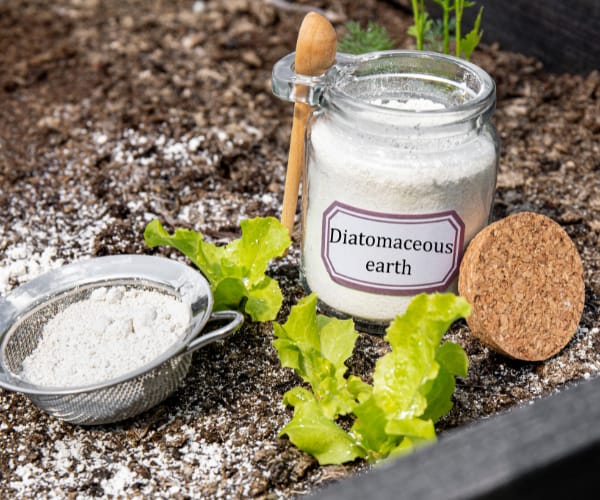 a jar of diatomaceous earth for healthier garden plants
