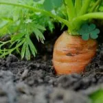 The top of a carrot growing in soil