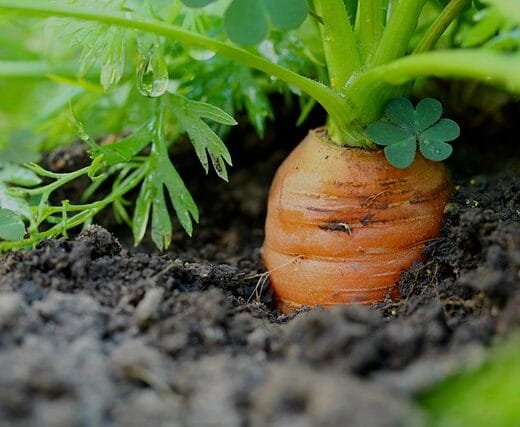 The top of a carrot growing in soil