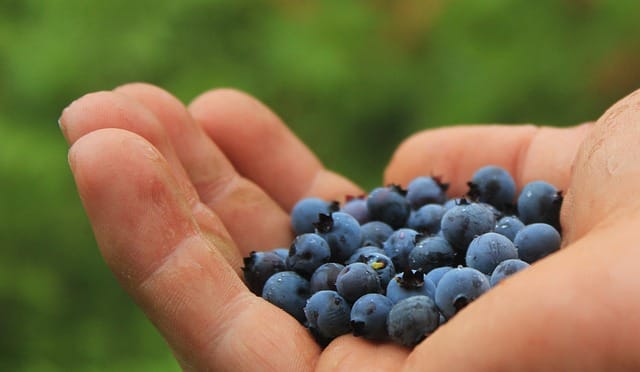 a handful of freshly harvested blueberries