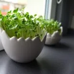 plants on a windowsill for container gardening