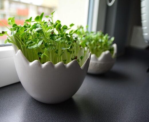 plants on a windowsill for container gardening