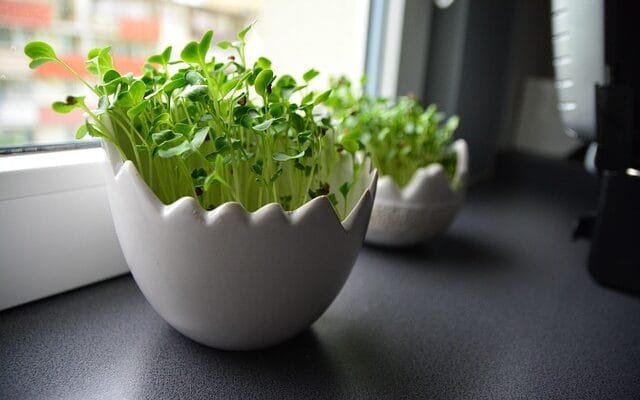plants on a windowsill for container gardening