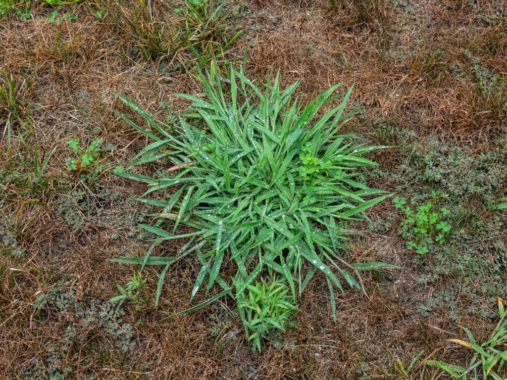 House front lawn covered with pesky crabgrass weeds