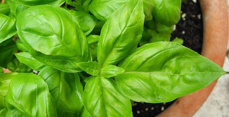 basil, herb, spice, foliage, nature, plant, flavor, green, food, cooking, basil, basil, basil, basil, basil-2395060.jpg
