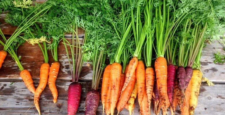 different types of carrots of various sizes and colors on a wood table