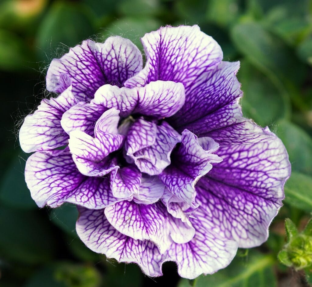 flower, petals, petunia, beautiful flowers, blossom, flower background, bloom, nature, flora, spring, petunia, petunia, petunia, petunia, flower wallpaper, petunia-7206960.jpg