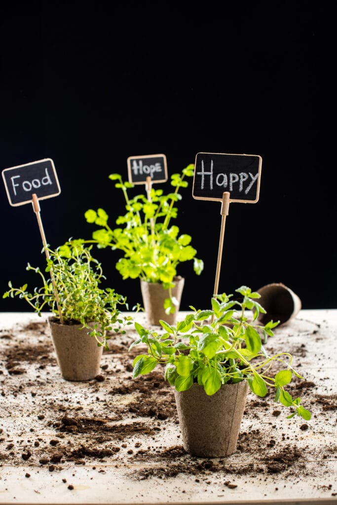 Fresh green plants and cards