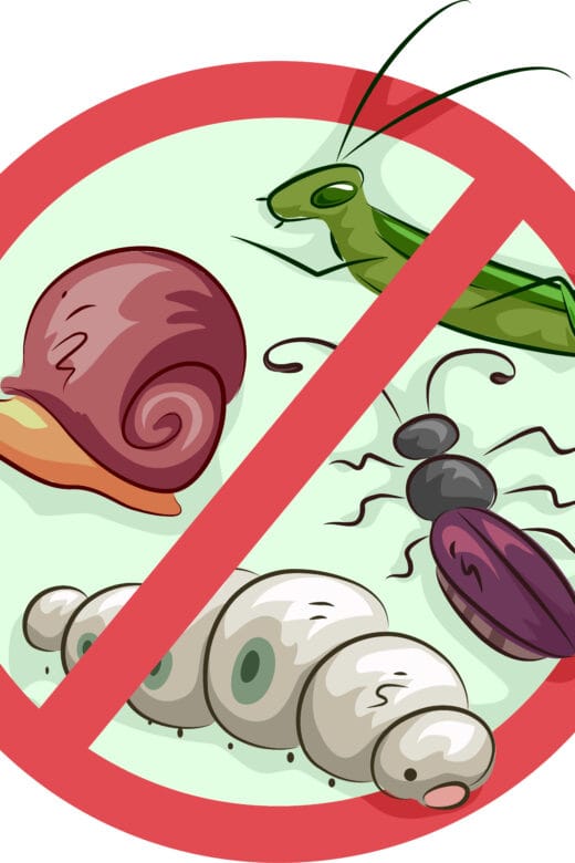 Stop Garden Pests
