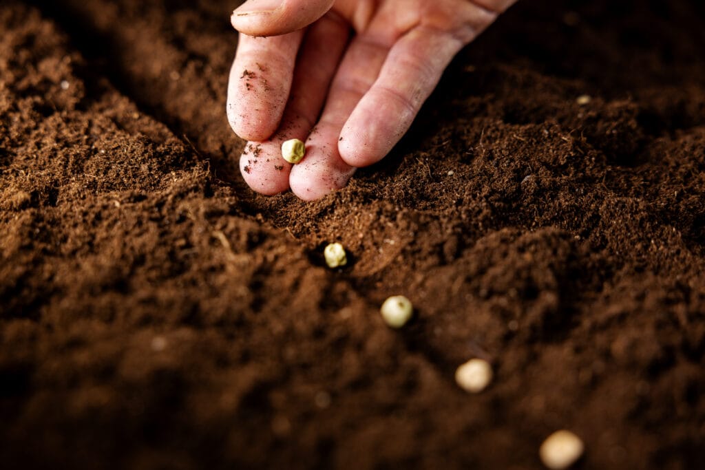 seedbed vegetable garden, agriculture