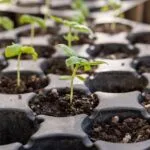 seedlings in a seed starter tray
