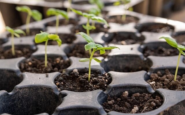 seedlings in a seed starter tray