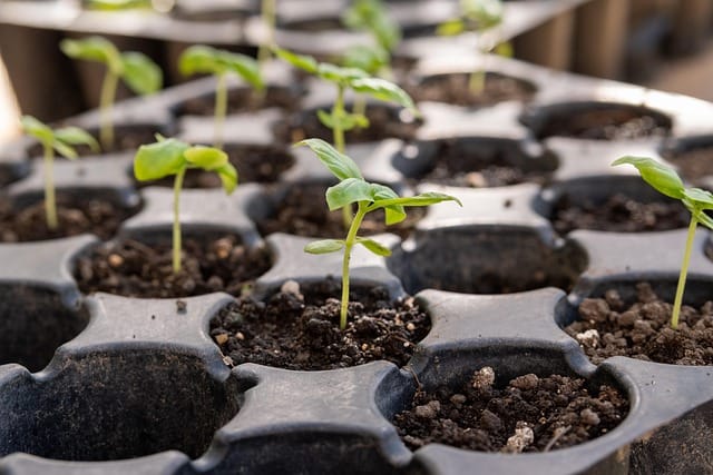 seedlings in a tray for homegrown veggies
