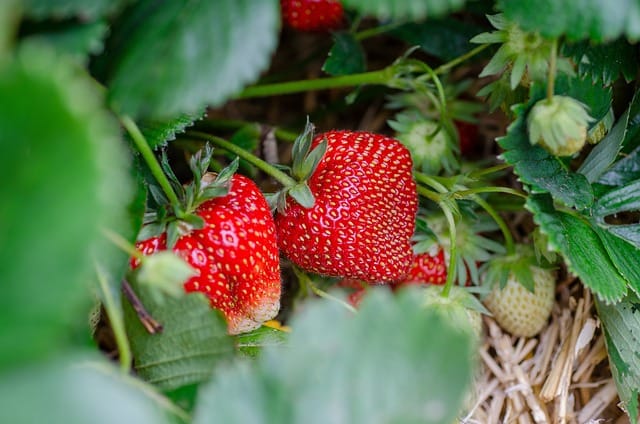 strawberries growing, one of the best berries for beginners to grow