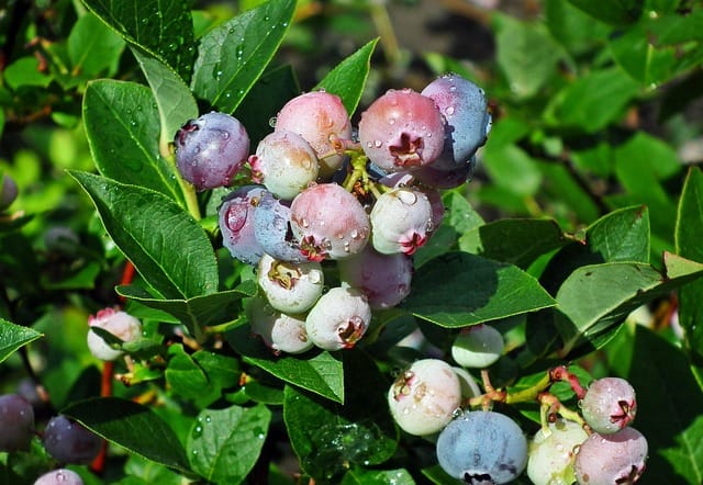 homegrown blueberries, container gardening for blueberry plants