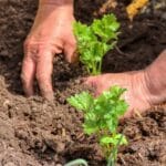 a person planting vegetables