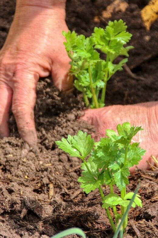 a person planting vegetables