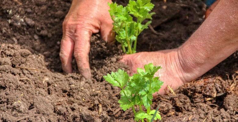 a person planting vegetables