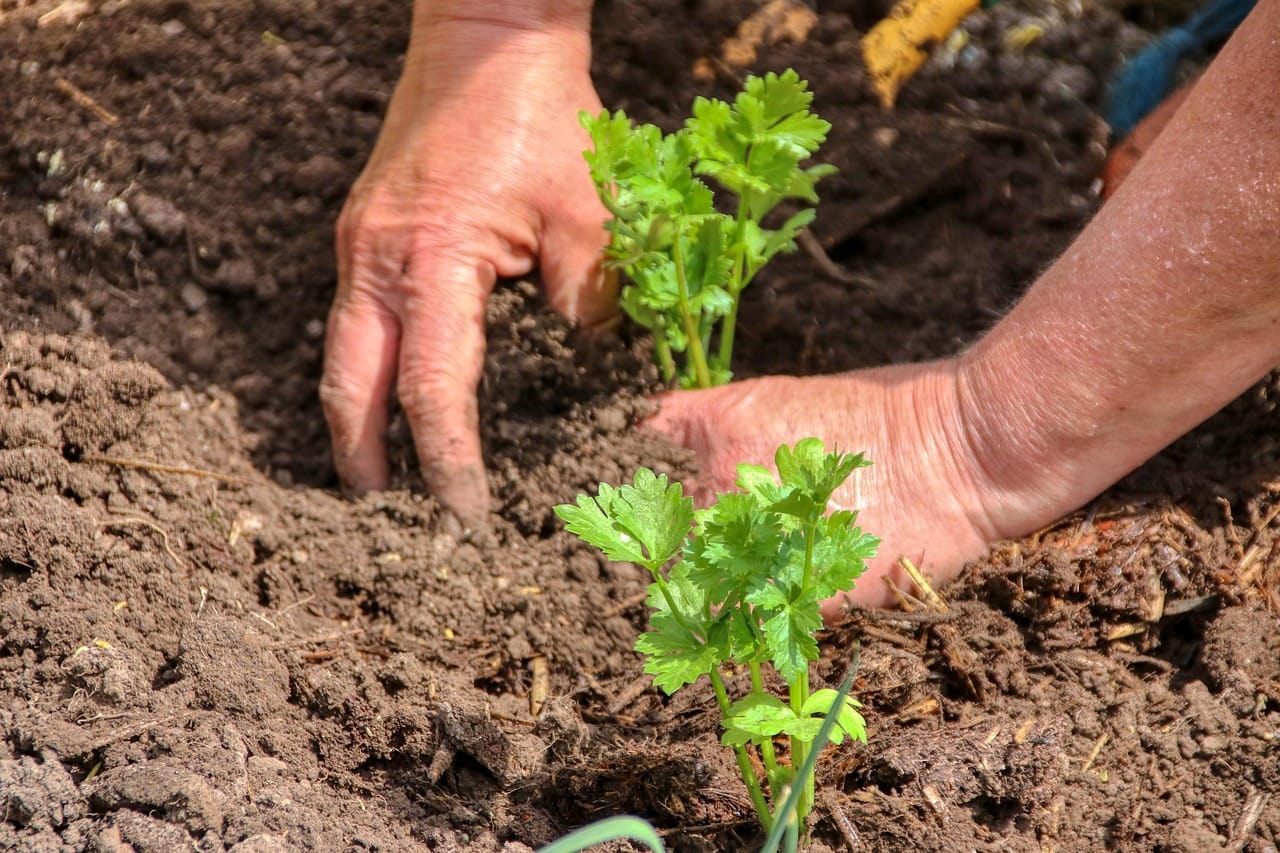 a person planting vegetables
