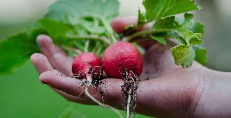 a hand holding two home grown radishes