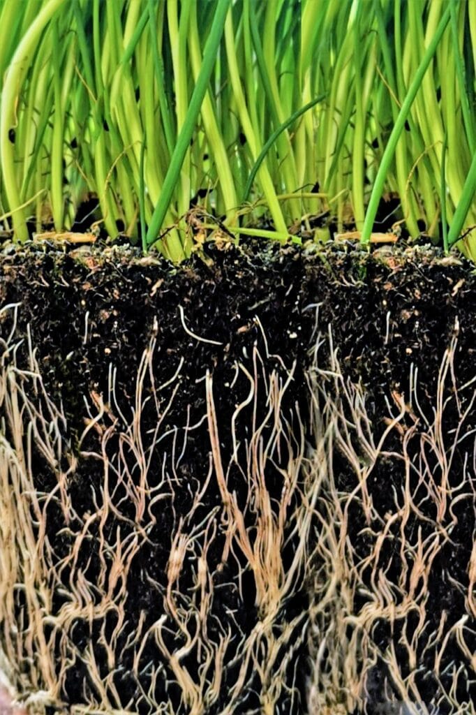 root, grass, nature, growth, botany, root, root, root, root, root-6742800.jpg
