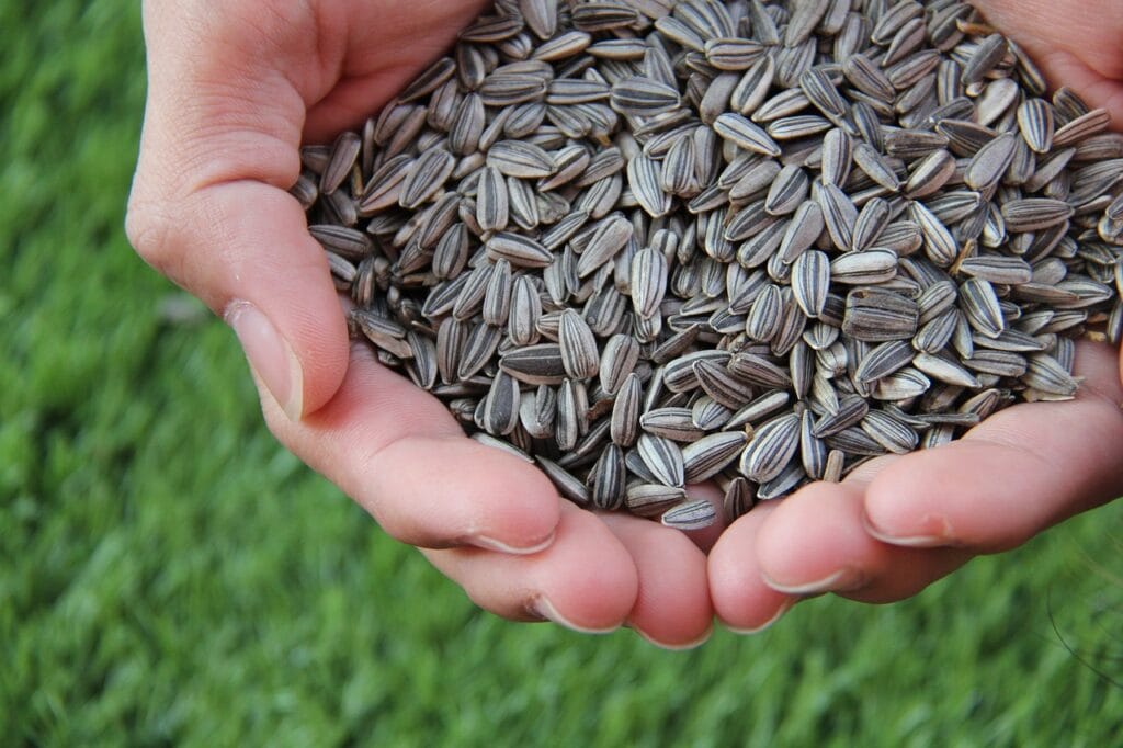 sunflower seeds, sunflower, sunflower seeds, sunflower seeds, sunflower seeds, sunflower seeds, sunflower seeds-1213766.jpg