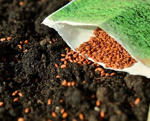 an open packet of seeds on soil