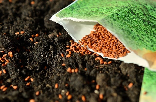 an open packet of seeds on soil