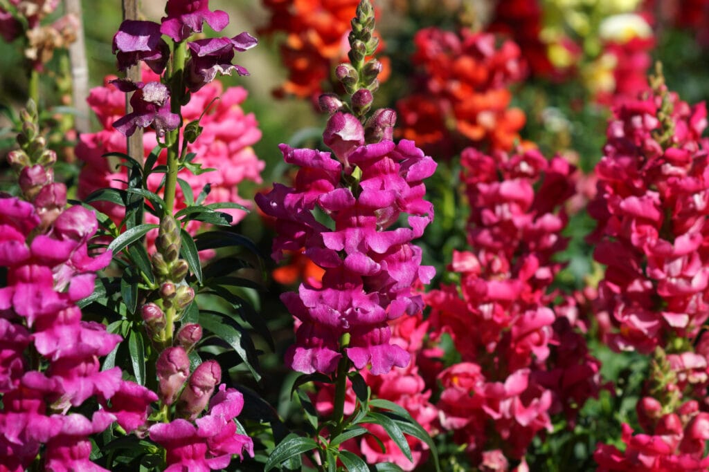 crimson antirrhinum snapdragon flower