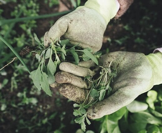 gardener holding plant leaves