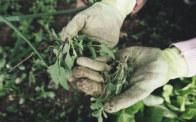 gardener holding plant leaves