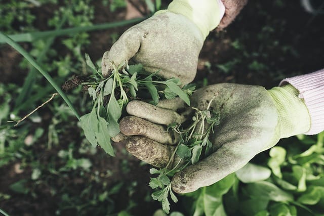 gardener holding plant leaves