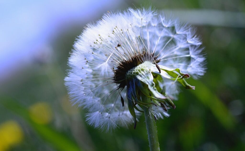 dandelion, dandelion flower, seeds, common dandelion, taraxacum, buttercup, cow flower, faded, composites, meadow plant, plant, weed, wild plant, flora, nature, dandelion, weed, weed, weed, weed, weed-4155067.jpg