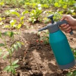 someone using horticultural oil spray to protect their garden