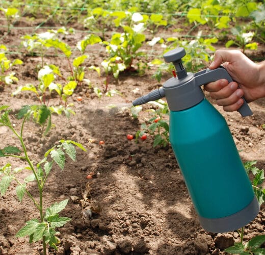 someone using horticultural oil spray to protect their garden