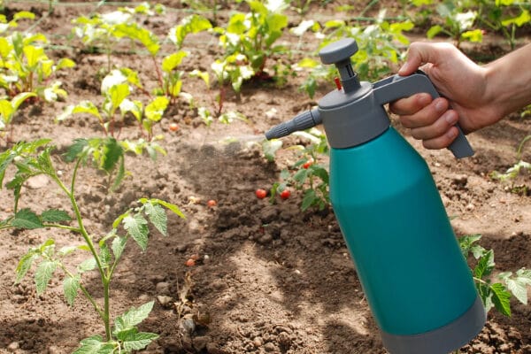 someone using horticultural oil spray to protect their garden