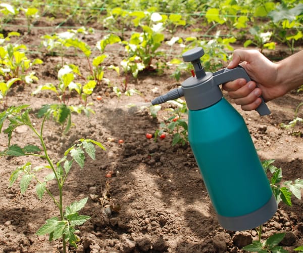 someone using horticultural oil spray to protect their garden