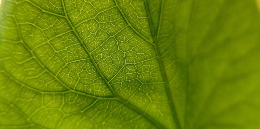 leaf, botany, photosynthesis, stomata, pattern, macro, nature, plant, organic, growth, stomata, stomata, stomata, stomata, stomata-6549668.jpg