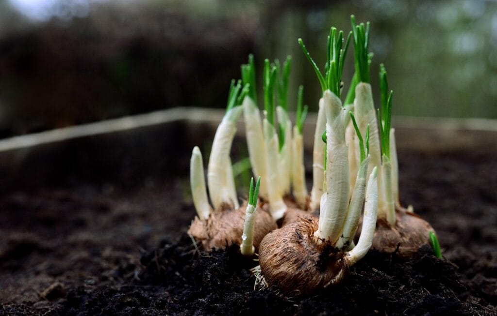 onions, flower bulbs, germs, plant shoots, garden, nature, spring flowers-8556903.jpg
