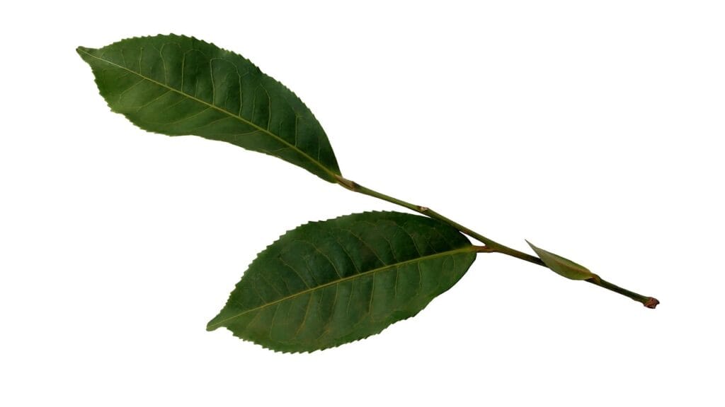 tea, leaf, plant, nature, sprig, leaves, bush tea, leaf, sprig, sprig, sprig, sprig, sprig-3292826.jpg