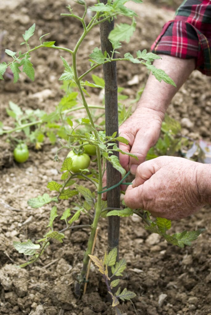 Staking a Tomato seedling